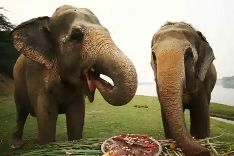 Taj Mahal Sunrise Tour with Elephant or Bear Rescued Centre