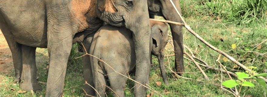 Visite d'Uda Walawe et d'Ella (Ahangama, Waligama, Mirissa, Hiri Ketiya)