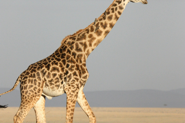 Arusha: Safari di 6 giorni nel Serengeti con visita al villaggio MasaiArusha: safari di 6 giorni nel Serengeti con visita al villaggio Masai