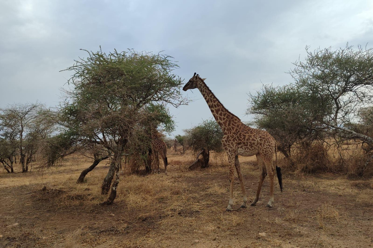Tarangire &amp; Ngorongoro-Krater: 2-Tages-Safari