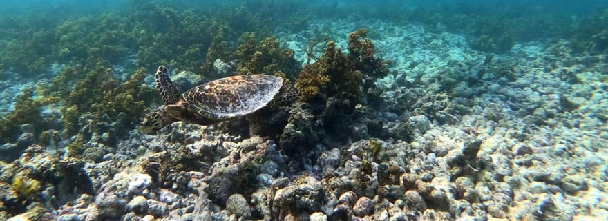 Praslin : excursion d'une journée en bateau à Coco Felicite et sur l'île de La Digue
