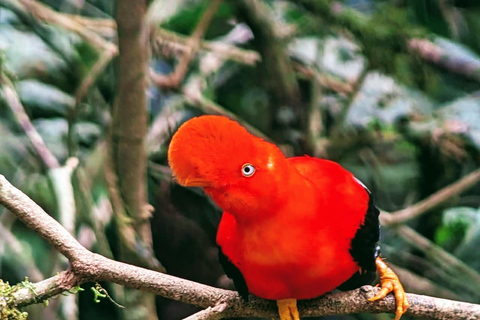 2-Day Manu Rainforest Tours from Cusco