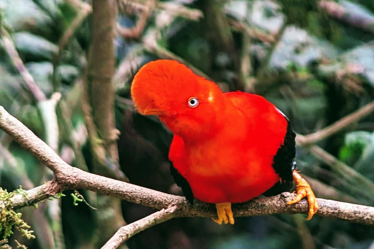 2-Day Manu Rainforest Tours from Cusco