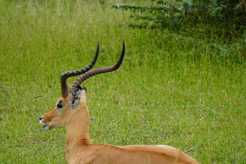 Von Sansibar aus: Selous G.R. Safari mit Übernachtung und Flügengemeinsame Safari