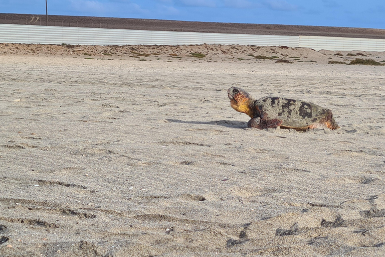 Sal Island: Turtle Watching Experience