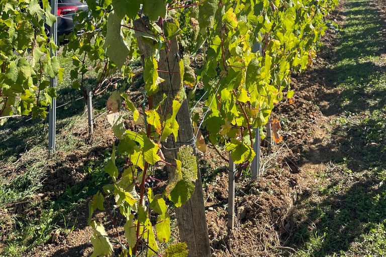 From Bordeaux: Morning in Saint-Emilion – Breakfast + Tour + Tasting Morning in Saint-Emilion from Bordeaux: Breakfast + Tour + Tasting