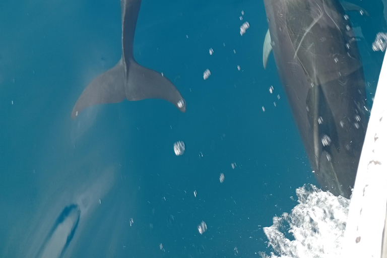 Quito: Galapagos Islands 4-Day Tour with Flights