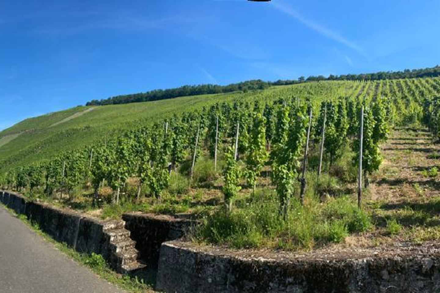 Lieser: covered wagon ride, the rolling wine tasting with picnic basket