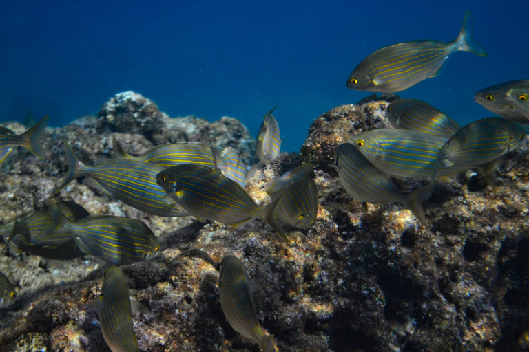 Excursion guidée sur la vie marine à EsteponaVisite guidée de la vie marine 2h