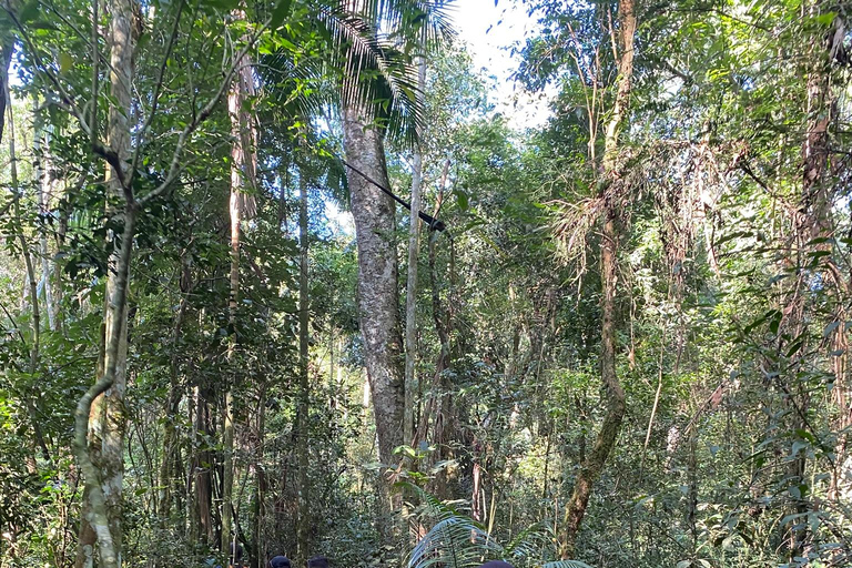 Hiking in Iguaçu National Park: A nature hike Trails in Iguaçu National Park: A hike through nature