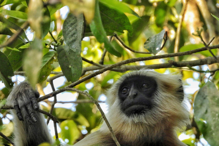 Chitwan National Park: Full-Day Jeep Safari with Lunch