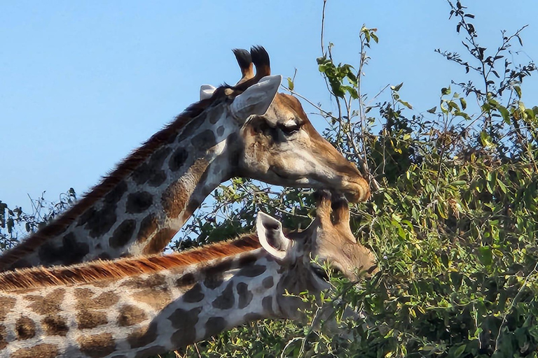Chobe National Park Express Land Safari + Pickup