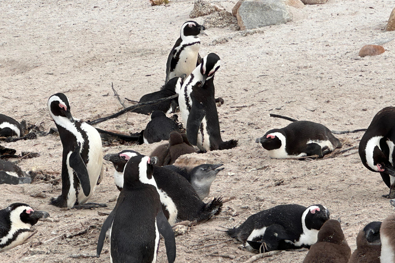 Cape Town Table Mountain Penguins & Cape Point All-inclusive
