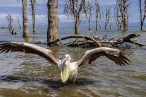 Lake Nakuru & Naivasha National Park Wildlife Highlights