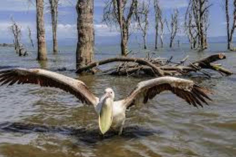 Lake Nakuru & Naivasha National Park Wildlife Highlights