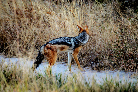Chobe - Savuti Trail: Elephant & Big Cats (4 days 3 Nights)