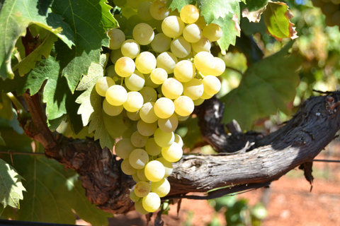 Mallorca : Visite d'une cave à vin et d'une finca d'huile d'olive avec dégustationVin Bodegas & Huile d'olive Finca Private