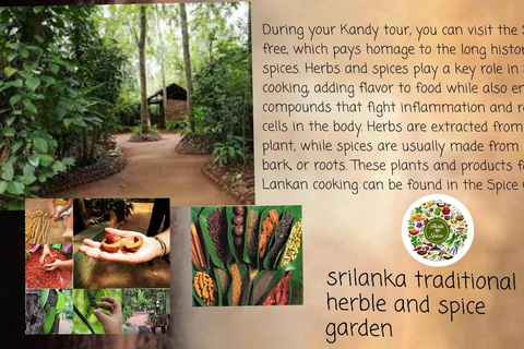 Kandy: City Tour with Temple of the Tooth & Tea Garden