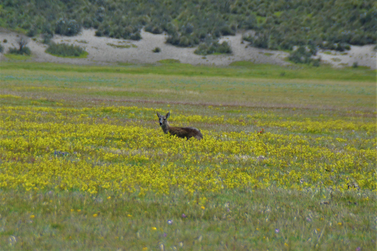 Quito : excursion à vélo au volcan Cotopaxi avec déjeunerVisite de groupe