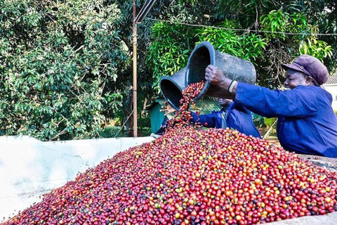 Passeio em fazenda de café em Nairóbi com serviço gratuito de ida e volta.