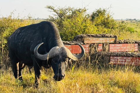 Nairobi Park Safari, Sheldrick's Orphanage & Giraffe Center Shared Drive in Open-Roof Van Game Drive