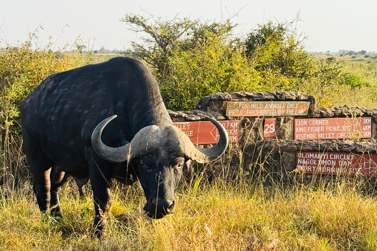 Nairobi Park Safari, Sheldrick's Orphanage & Giraffe Center Shared Drive in Open-Roof Van Game Drive