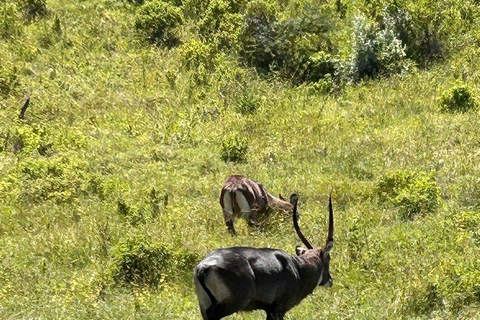 Nairobi: Lake Nakuru National Park and Lake Naivasha Tour