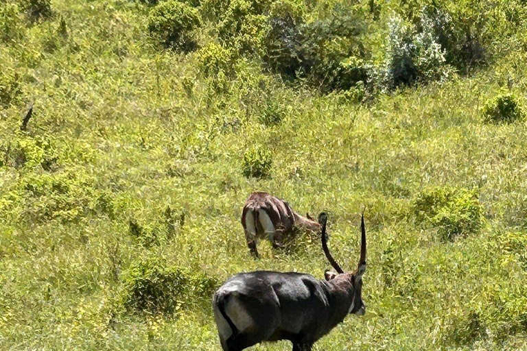 Nairobi: Lake Nakuru National Park and Lake Naivasha Tour