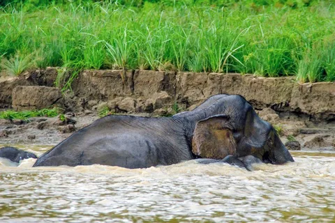 Sandakan: 2 Tage 1 Nacht Bilit, Kinabatangan River Wildlife