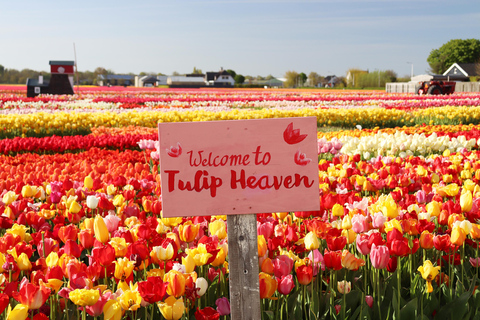 From Amsterdam: Keukenhof Gardens & Tulip Experience Tour Keukenhof Gardens Trip without Canal Tour Voucher
