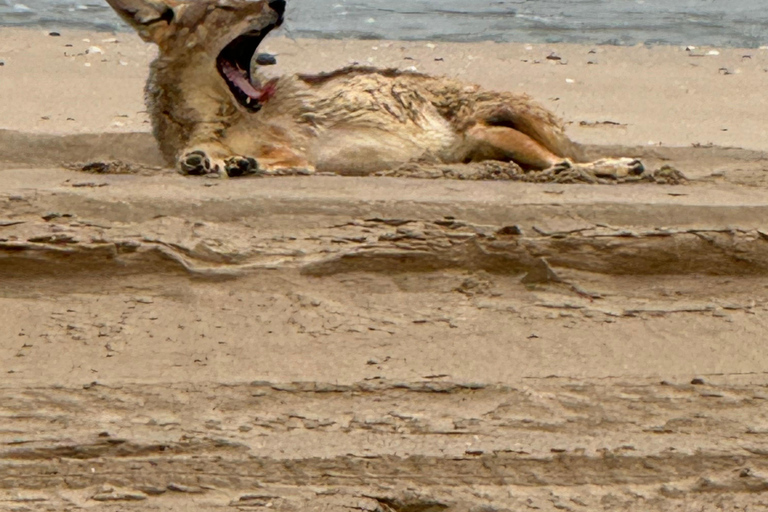 Walvisbay: Sandwich Harbour 4x4 Tour-Unparalleled Experience