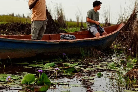 Entebbe: tour in barca alla ricerca del becco a scarpa nella palude di Mabamba