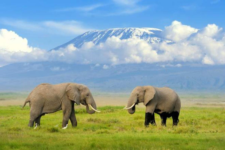 10 Days Luxury Kenya Bush & Tanzania Beach Experience