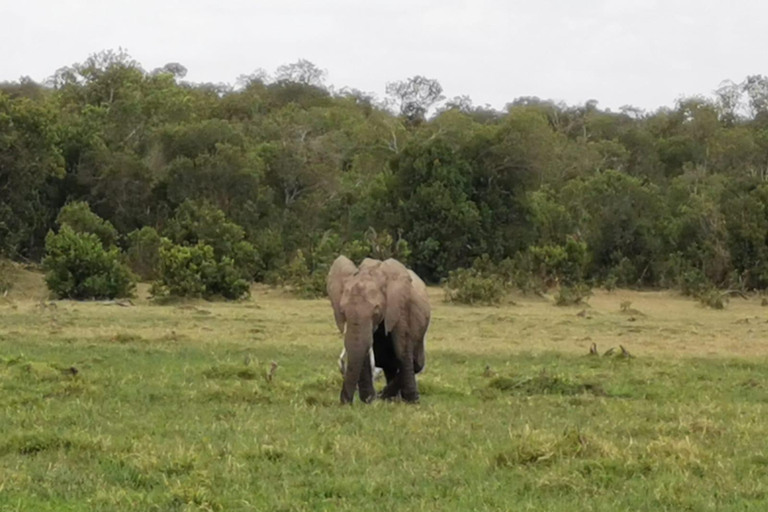 2-tägige Pirschfahrt im Amboseli-Nationalpark von Nairobi aus