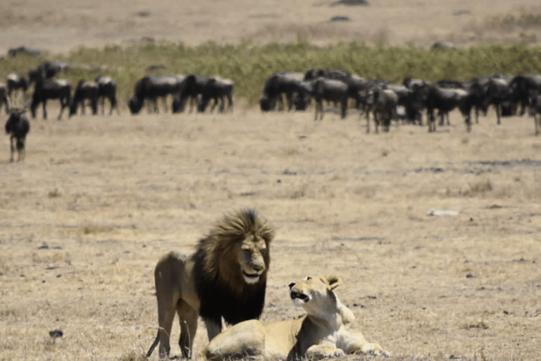 Tanzania: 13-Day Safari & Zanzibar Beach Holiday