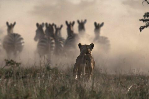 Nairobi: National Park Night Game Drive