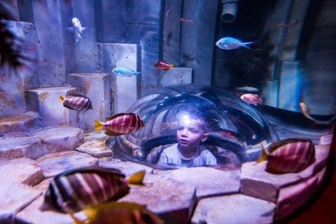 Billet d’entrée pour l’aquarium SEA LIFE de MelbourneBillet pour l’aquarium en période creuse