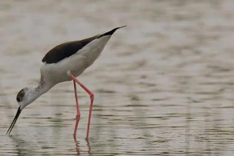 History & Nature: Azraq Wetland Reserve and Desert Castles