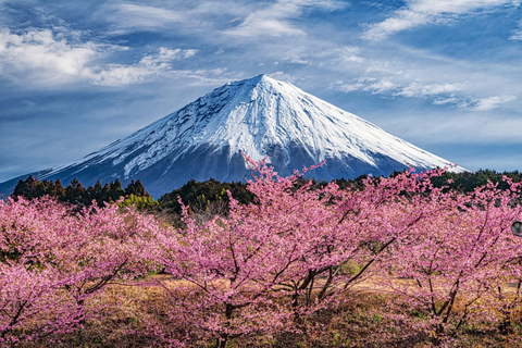 Tokyo: Private Daytrip to Mount Fuji - Fully Customizable Mt Fuji Private Luxury Van Tour (Customizable Experience)