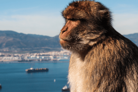 Zakupy na Gibraltarze