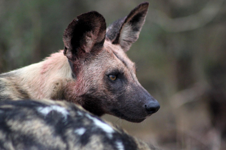 Kruger National Park - 5 Day Safari TourKruger National Park - 5 Day Safari Tour - Safari Tent