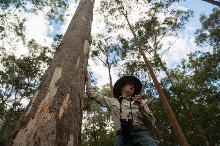 Brisbane: Koala Tour with Hotel Pickup & Morning Tea