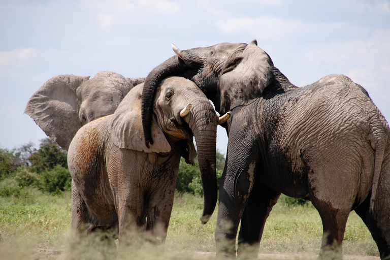 3Days Masai Mara Group dołącza do safari dzikiej przyrody na jeepie 4x4