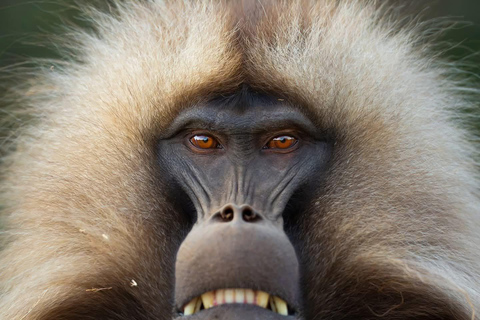 Blue Nile Gorge Wildlife & Cultural Day Trip