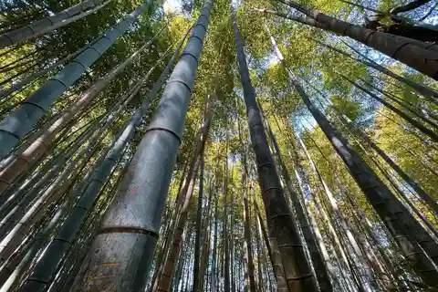 Kyoto: Arashiyama og bambusskog-tur
