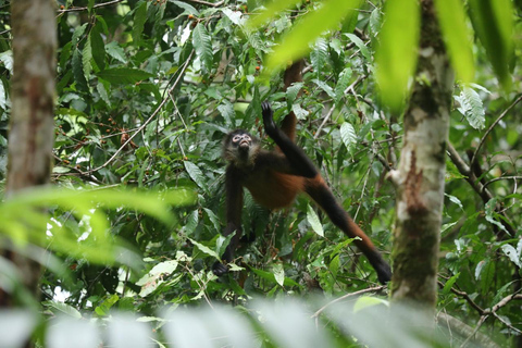 Uvita: Wędrówka po Parku Narodowym Corcovado