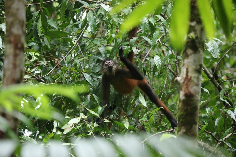 Uvita: Vandring i Corcovado nationalpark