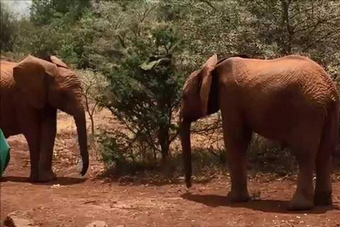 Excursão de um dia ao orfanato de elefantes e à fábrica de miçangas