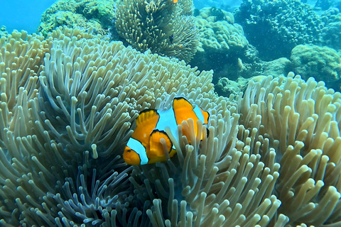 Lombok: Private Snorkeling Trip Gili Nanggu,Kedis,Tangkong Lombok: Private Gili Islands Snorkeling Trip For Big Group