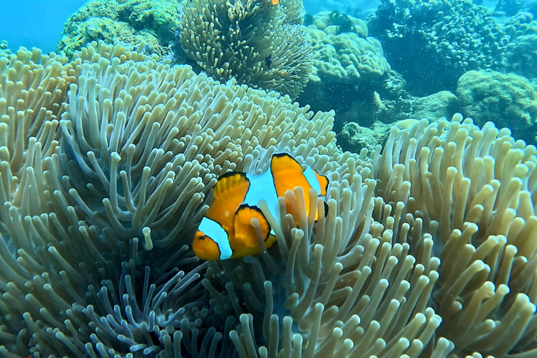 Lombok: Private Snorkeling Trip Gili Nanggu,Kedis,Tangkong Lombok: Private Gili Islands Snorkeling Trip For Big Group